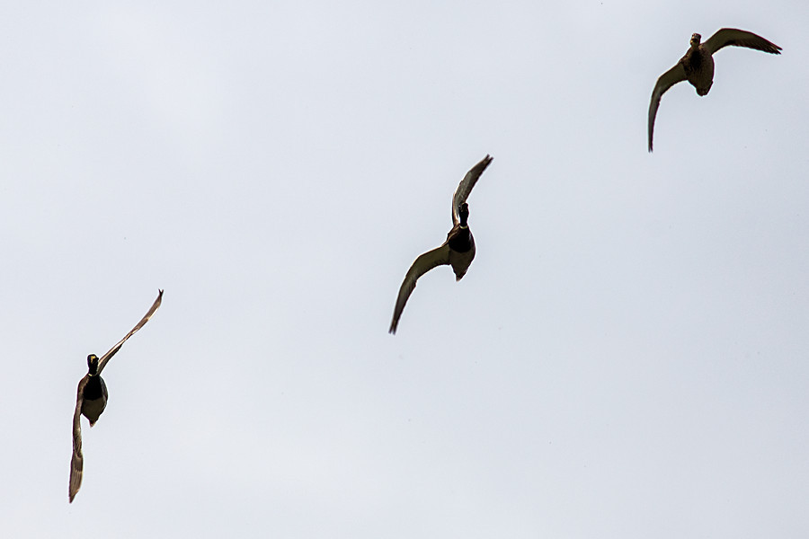 Stockenten im Flug