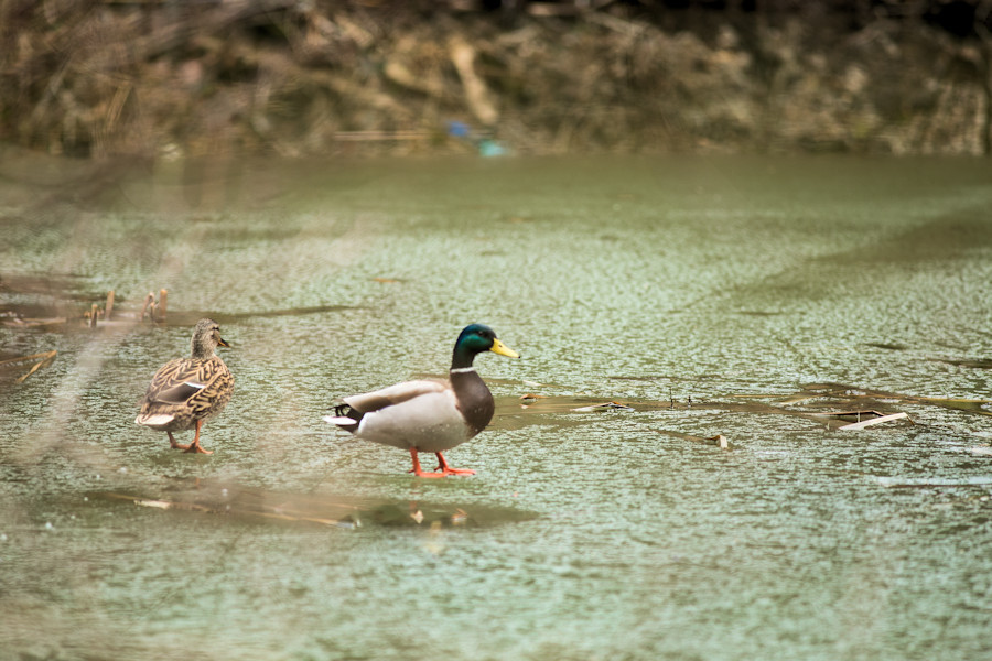 Stockentenpaar auf dem Kleinen Waldsee