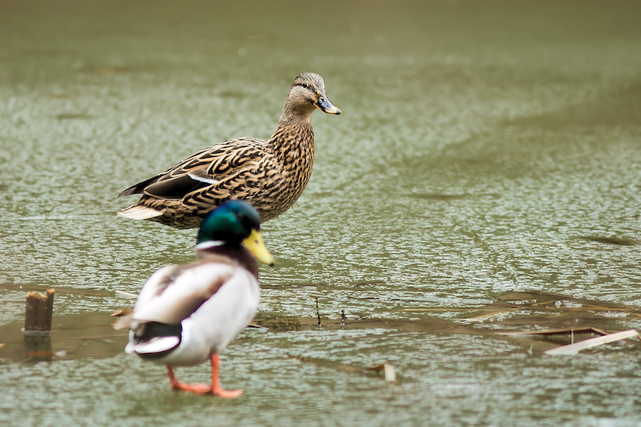 Stockentenpaar beim Kleinen Waldsee