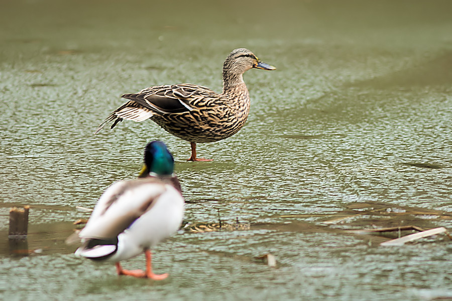 Stockentenpaar beim Kleinen Waldsee