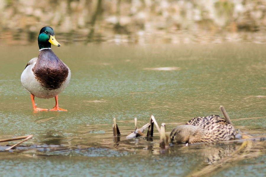 Stockentenpaar beim Kleinen Waldsee