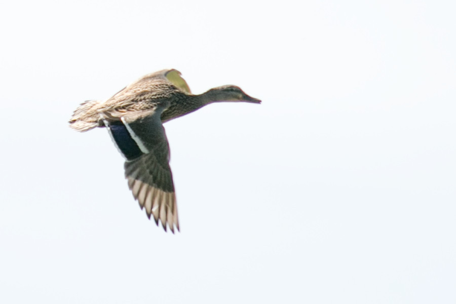 Weibliche Stockente im Flug