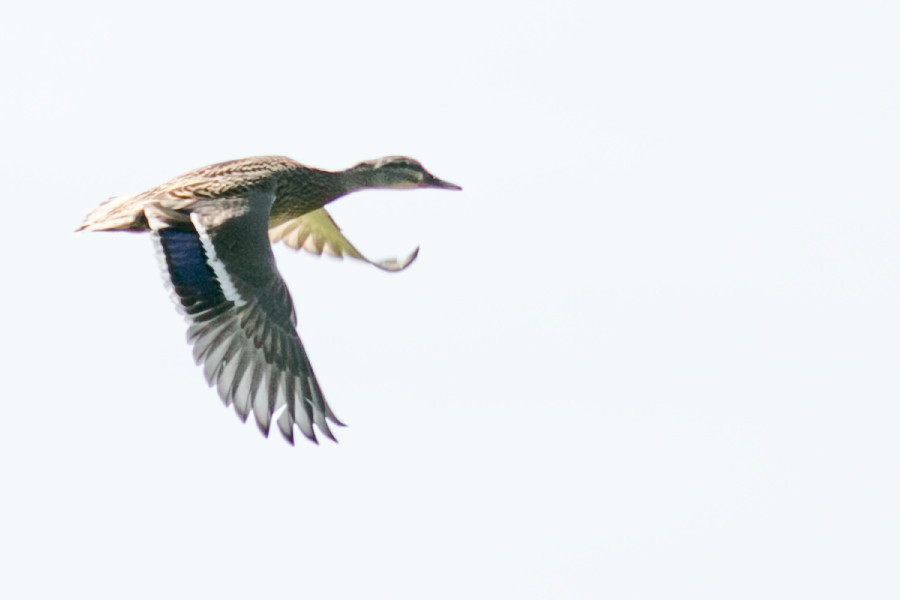 Weibliche Stockente im Flug