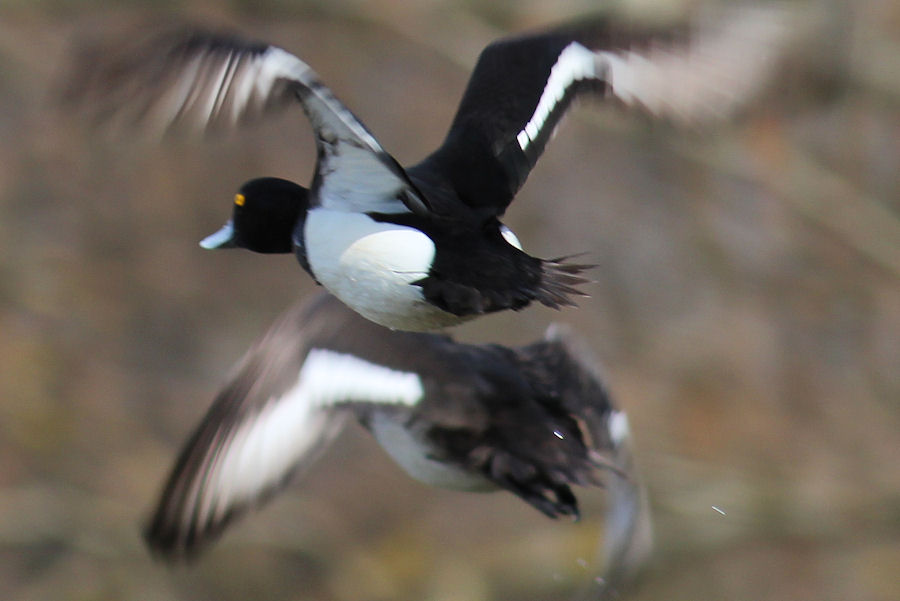 zwei_Reiherenten_beim_wegfliegen