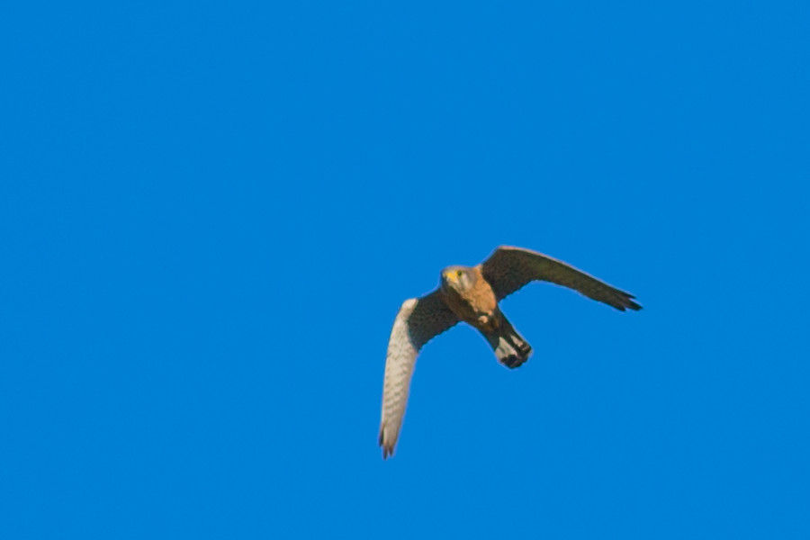 Falke