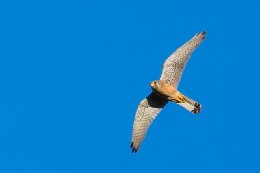 Falke