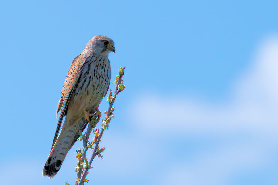 Falke