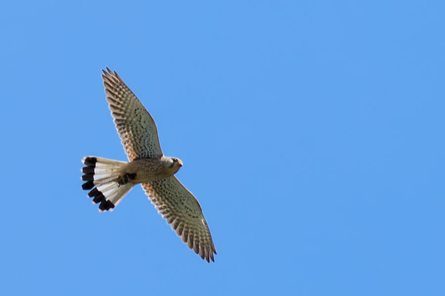 Falke