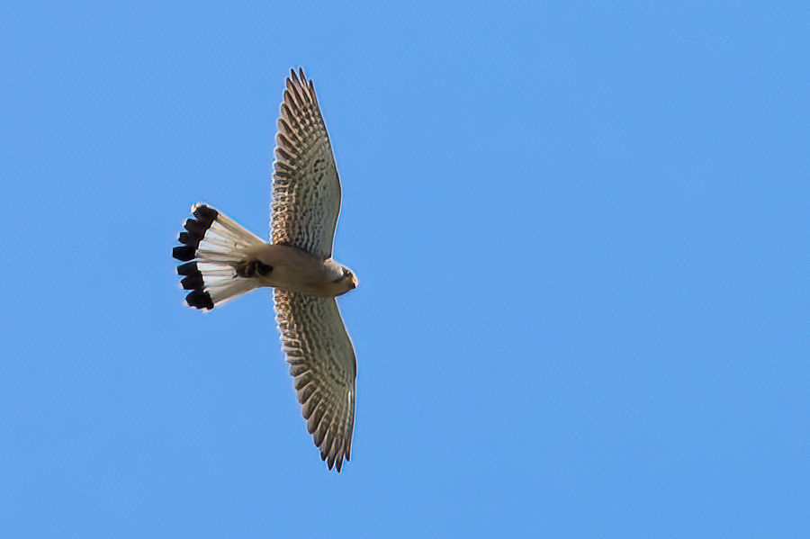 Falke im Flug