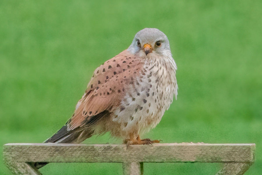 Falke