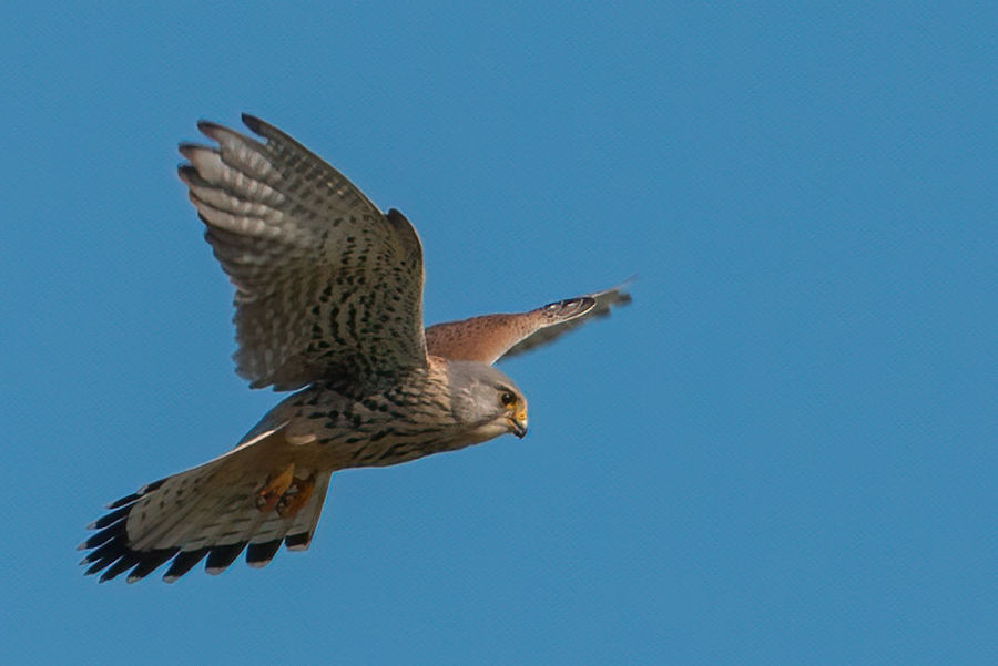 Falke