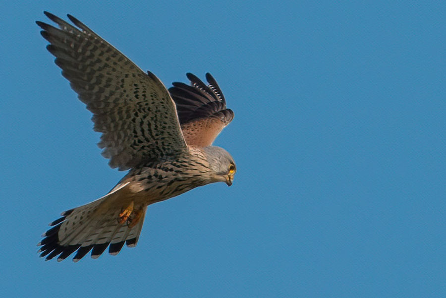 Falke