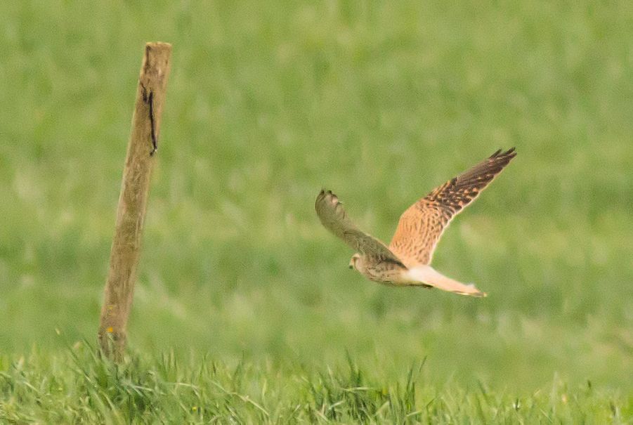 Falke