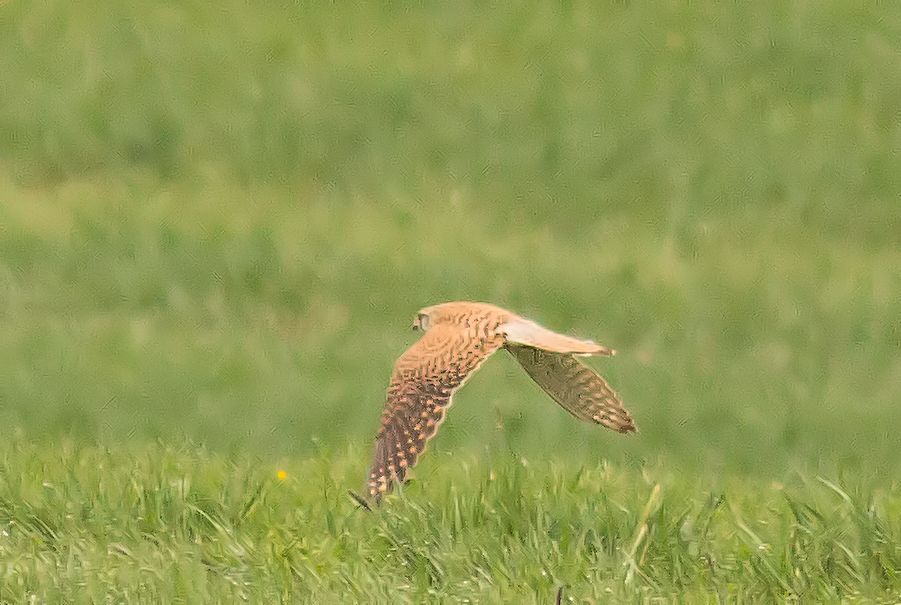 Falke