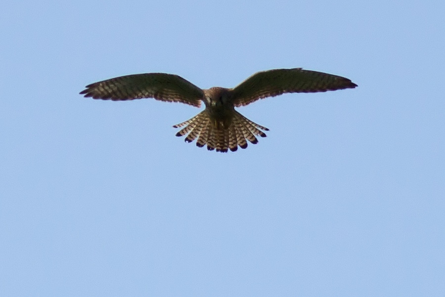 Falke
