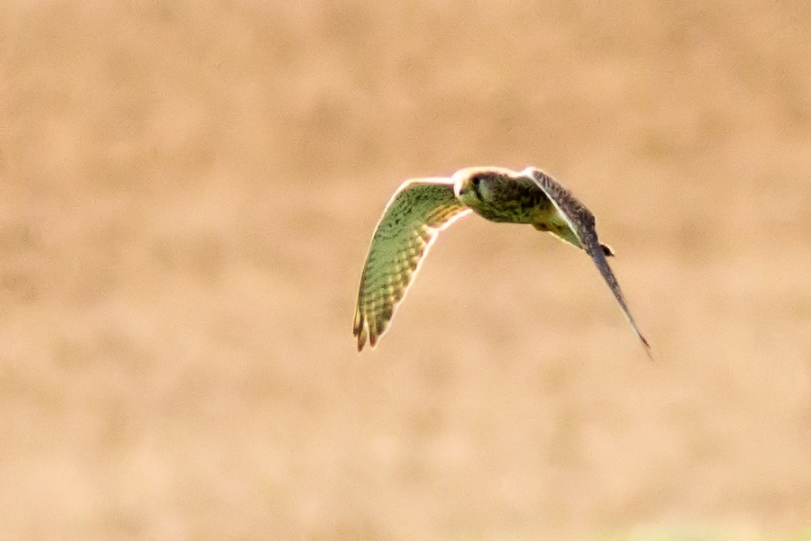 Falke