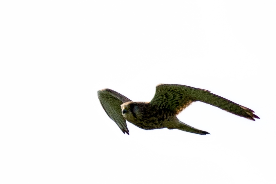 Falke