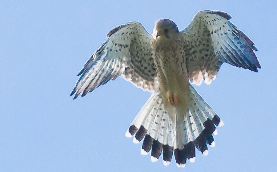Falke