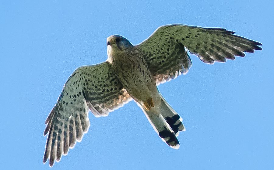Falke