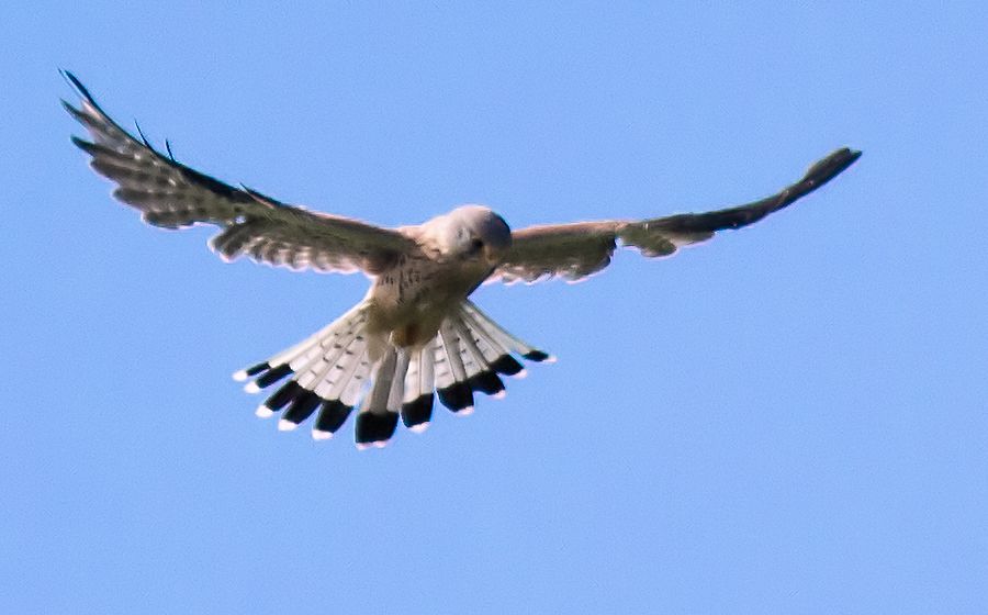 Falke