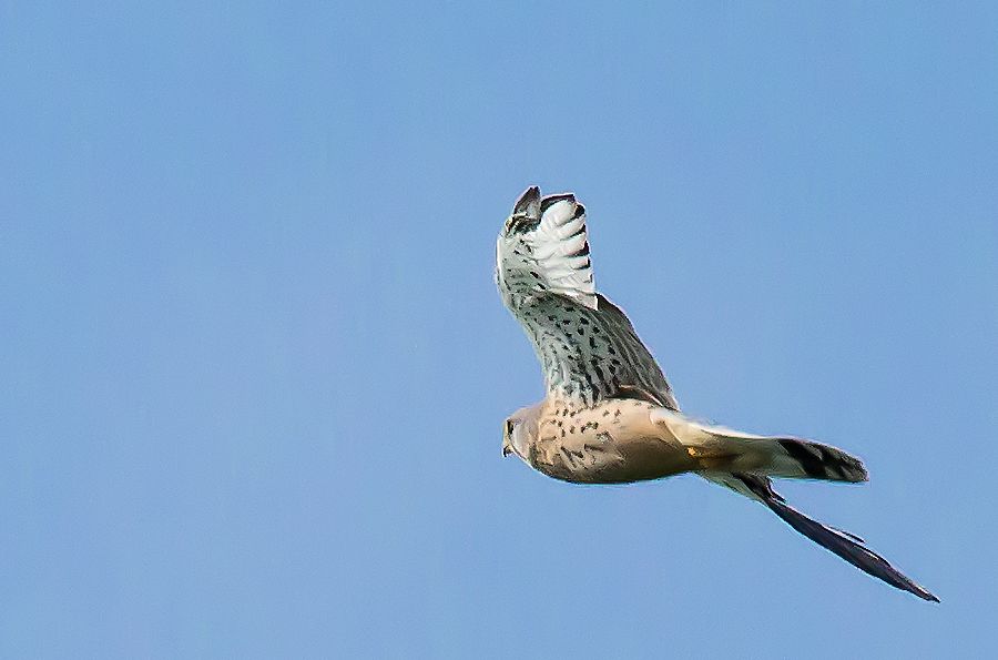 Falke