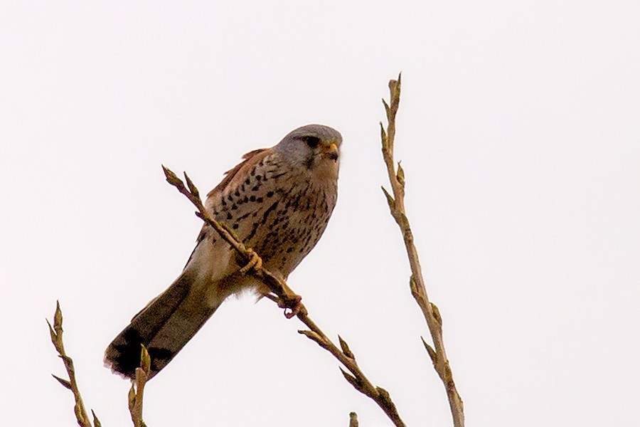 Falke