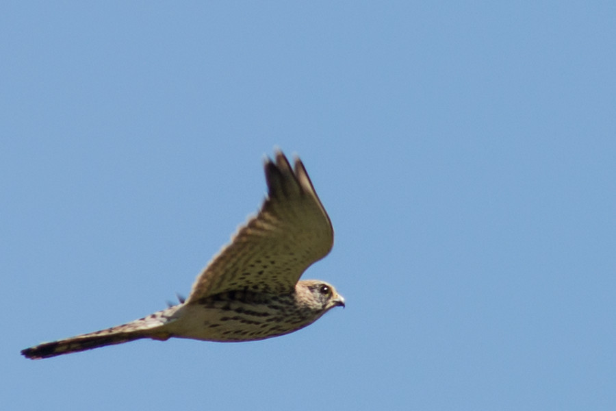 Falke