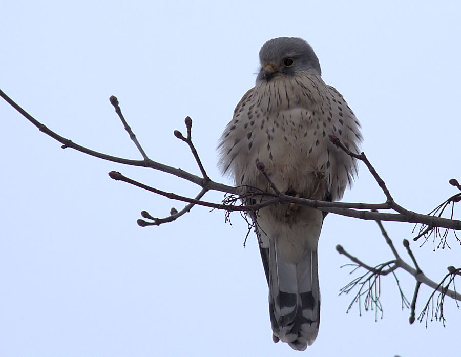 Falke