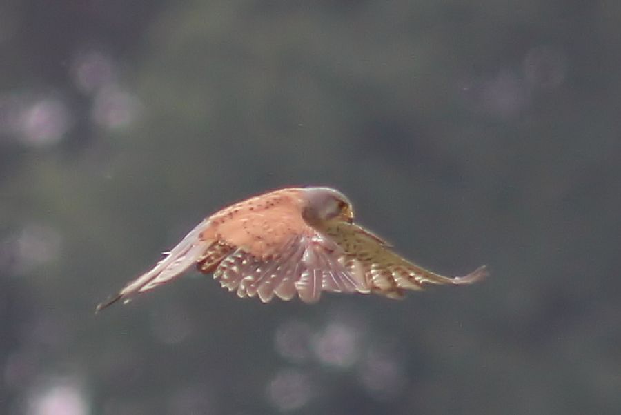 Falke