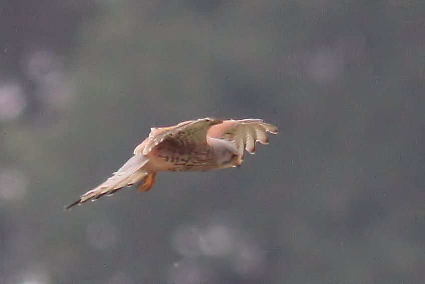 Falke