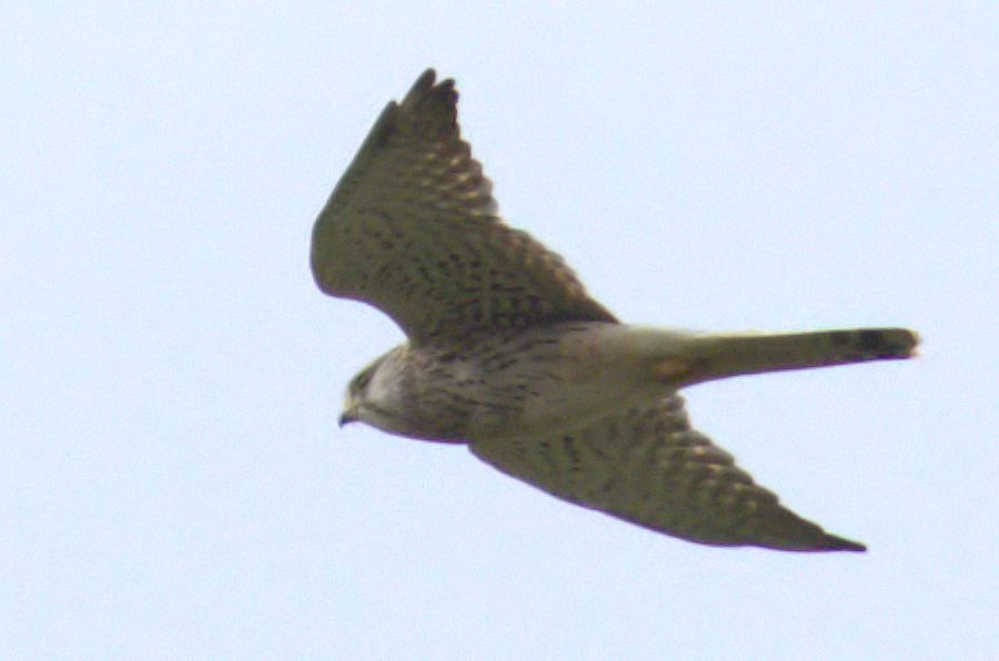 Falke