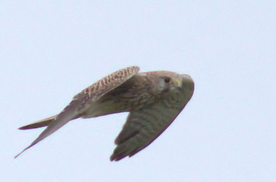 Falke