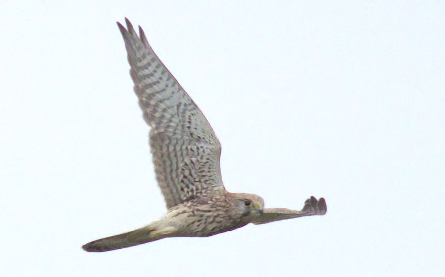 Falke
