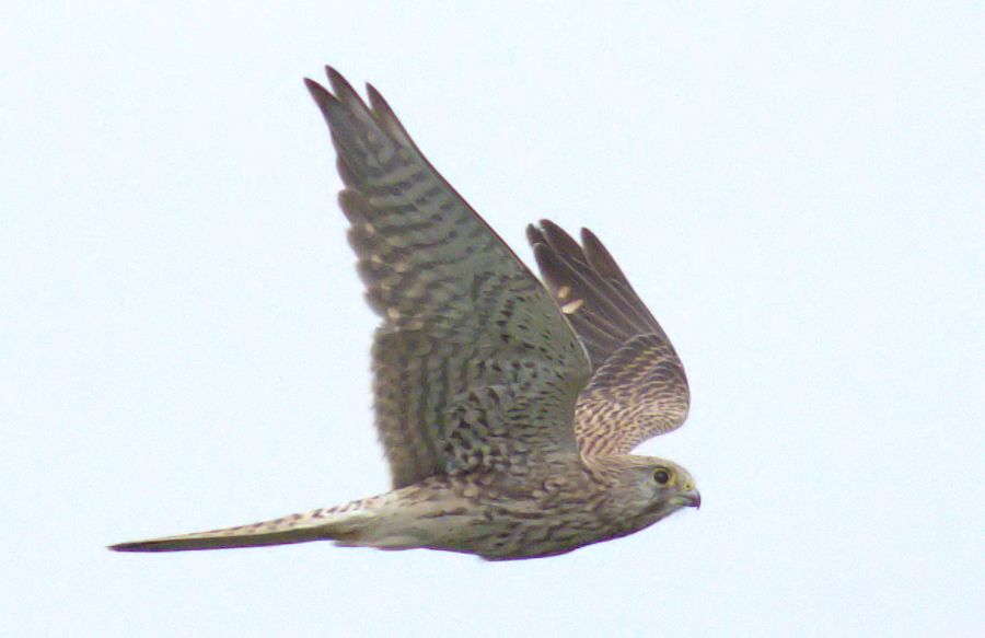 Falke