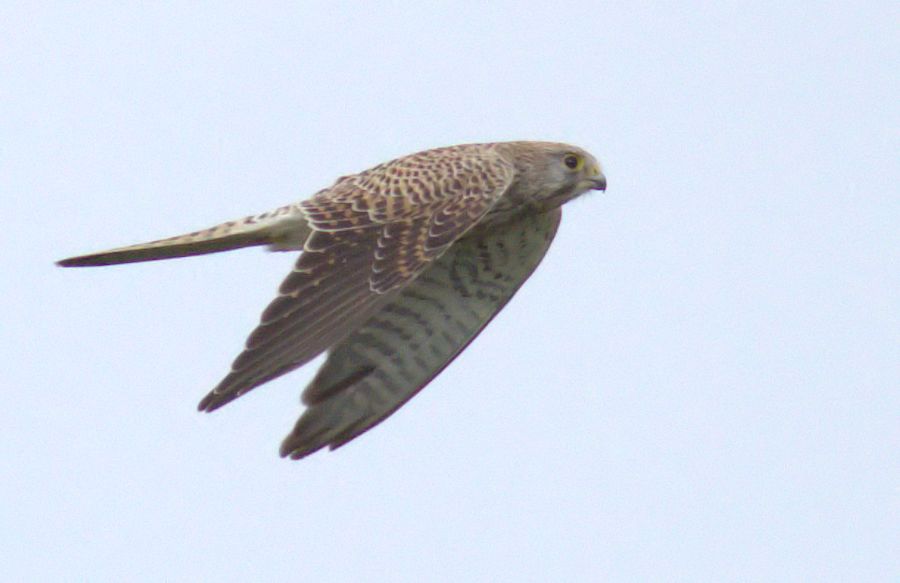 Falke