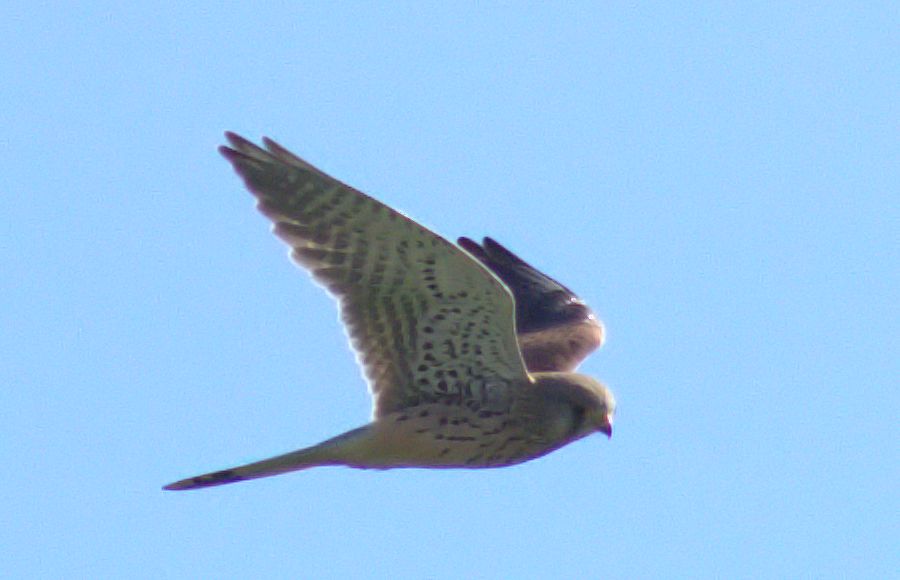 Falke