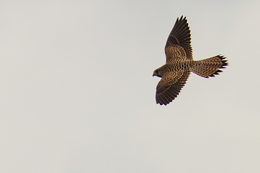 Falke im Flug