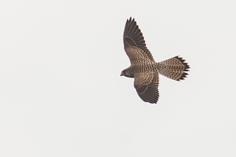 Falke im Flug