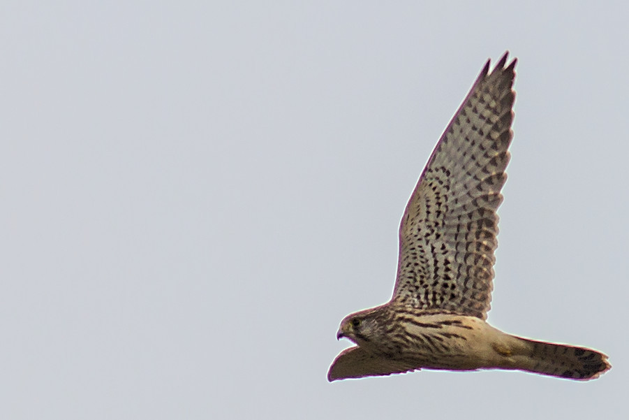 Falke im Flug