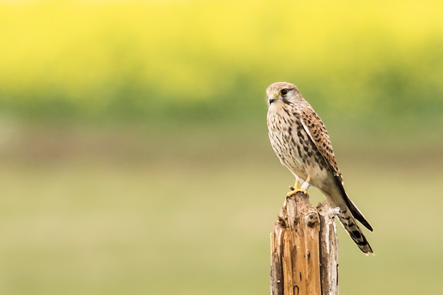 Turmfalke
