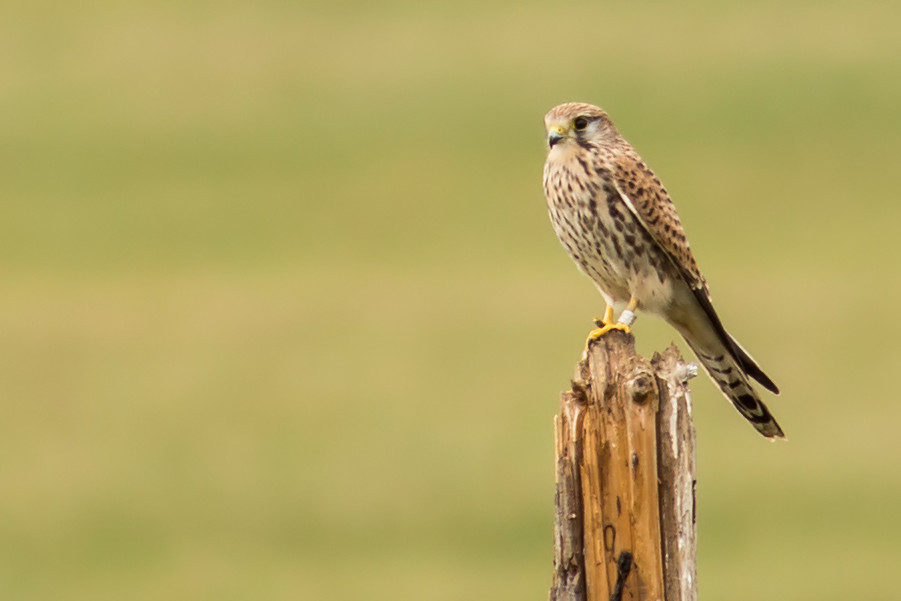 Turmfalke