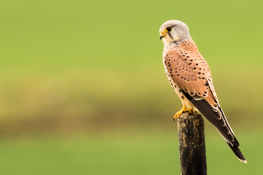 Turmfalke