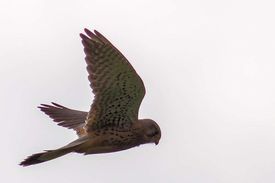Turmfalke