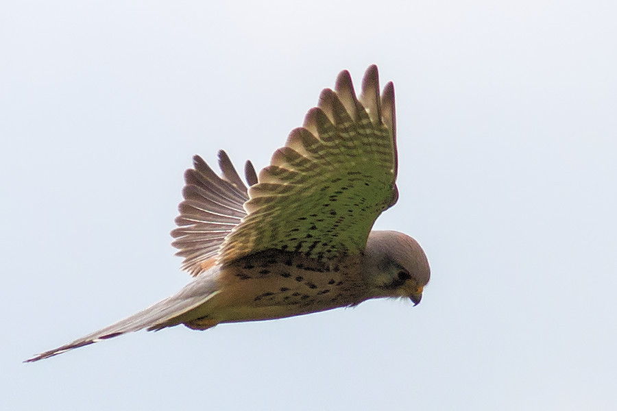 Turmfalke