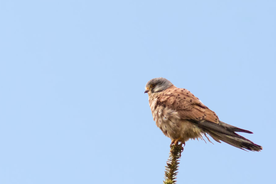 Turmfalke