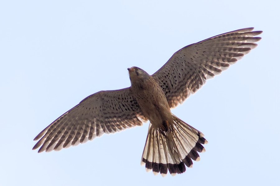 Turmfalke