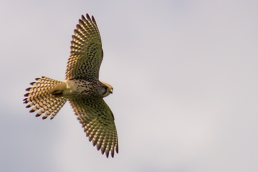 Turmfalke