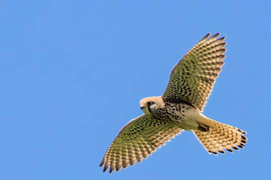 Turmfalke