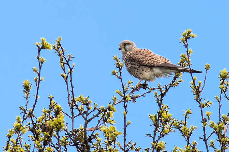 Turmfalke