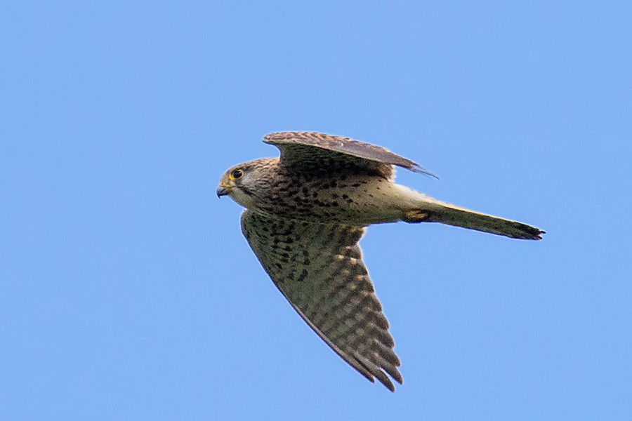 Turmfalke